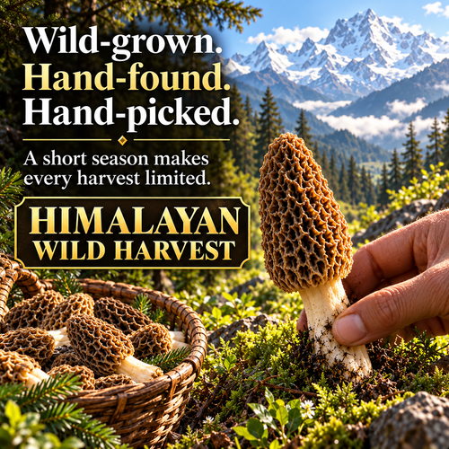 Picked, Rich & Aromatic-Hugh Himalayan Wild Morel Mushrooms-SE